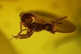 Fossil Ant, Caddisfly Larva, Fly and Mite in Baltic Amber #150700-1